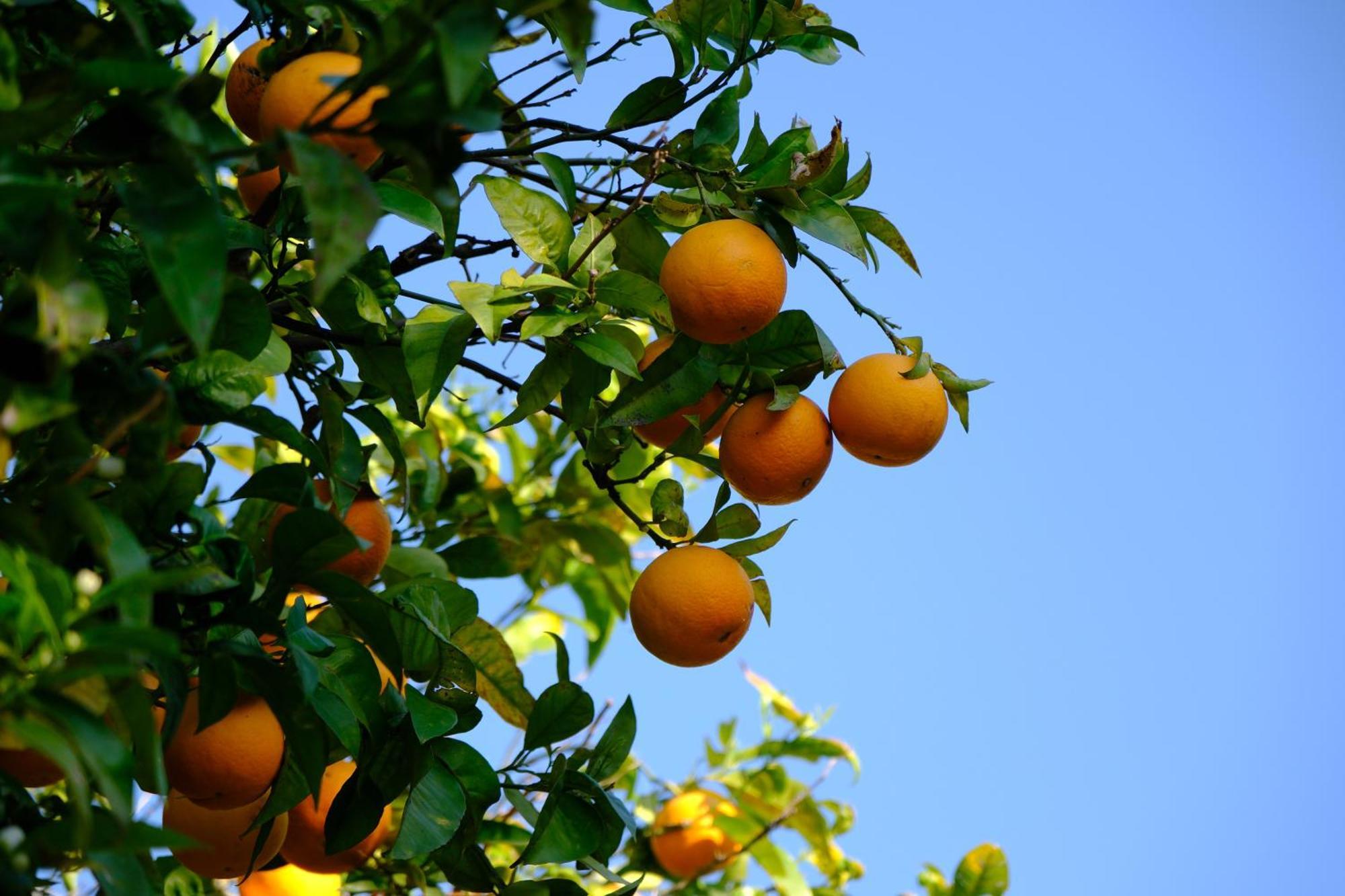Conte Spencer Bed & Breakfast Caserta Vecchia Luaran gambar